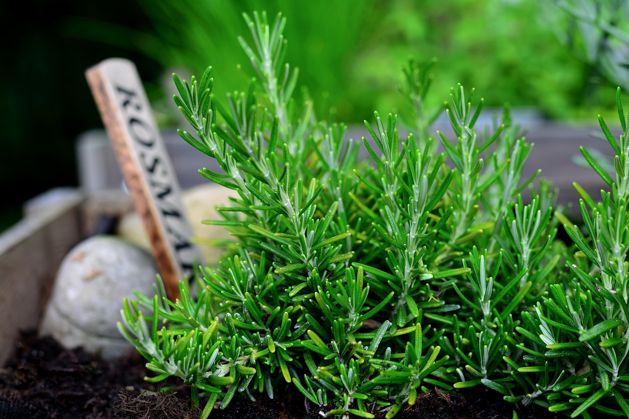 Rosemary Loaf Cake