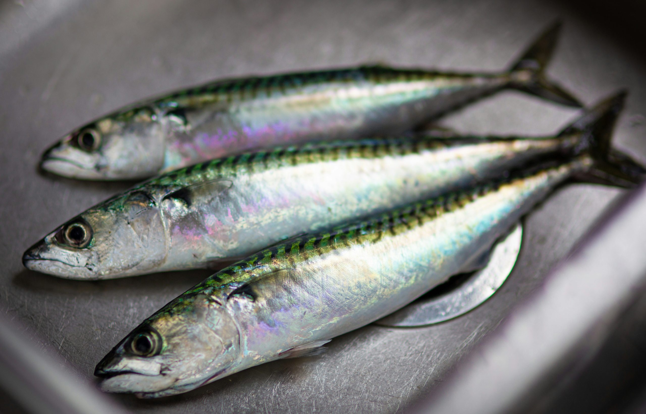 Smoked Mackerel Pate