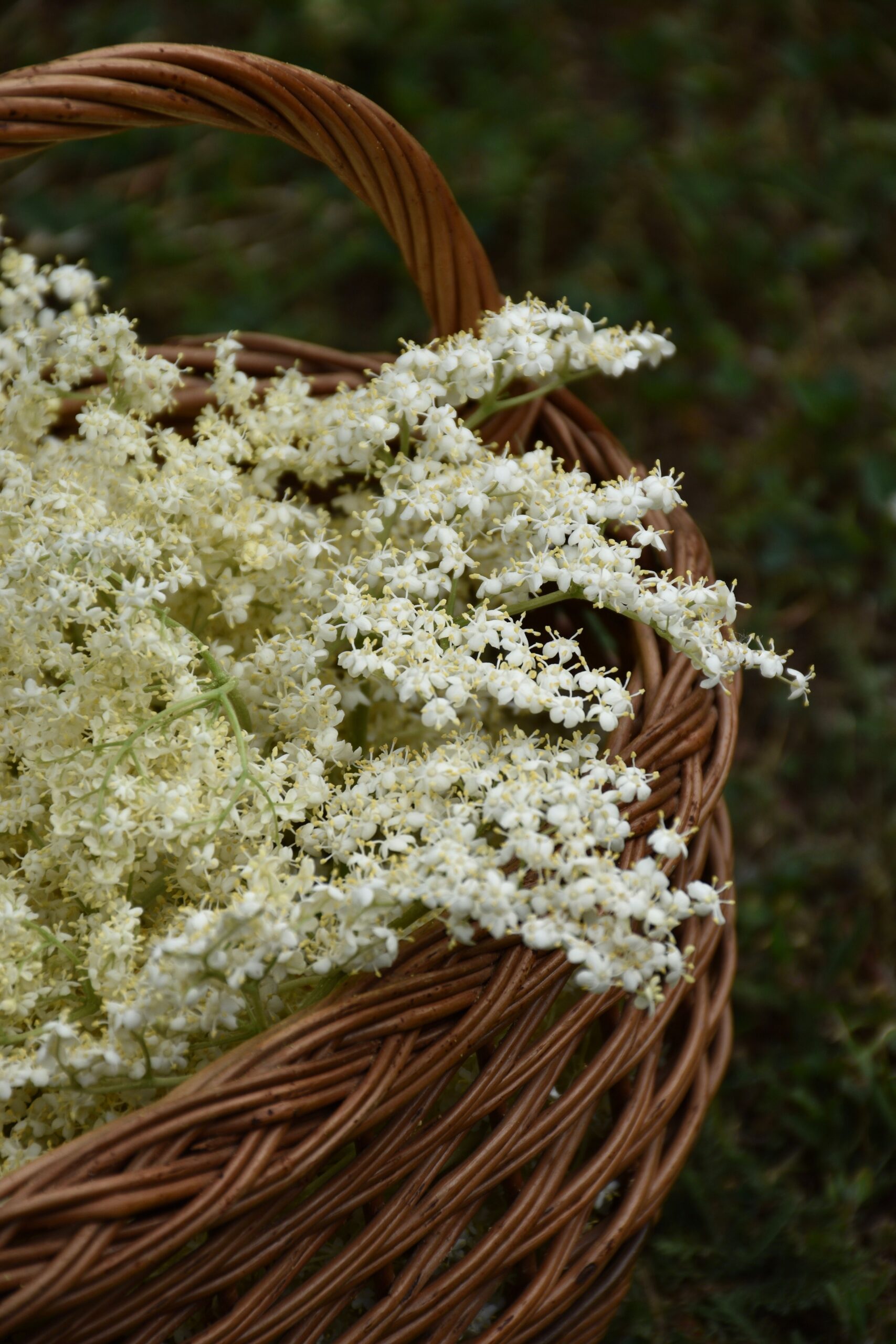 Elderflower Cordial