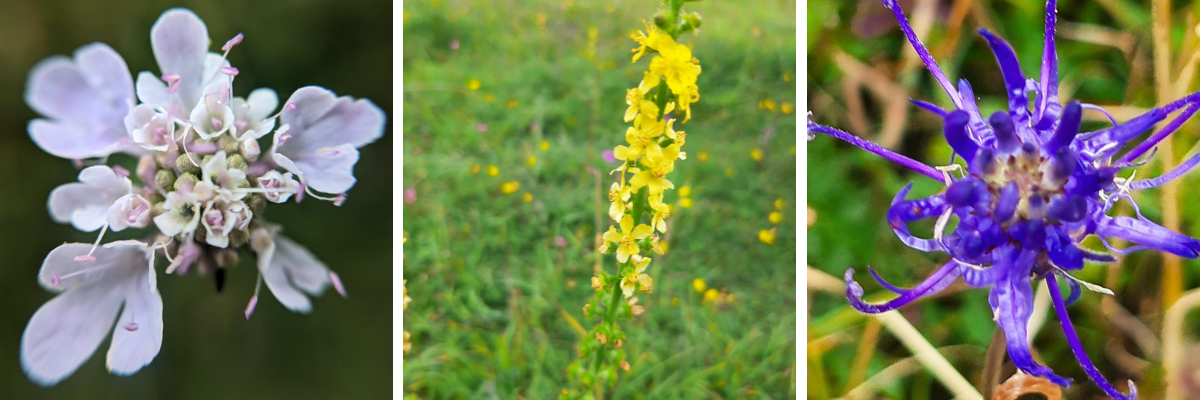 Three brightly coloured wildflower species growing at Newtimber Hill in East Sussex