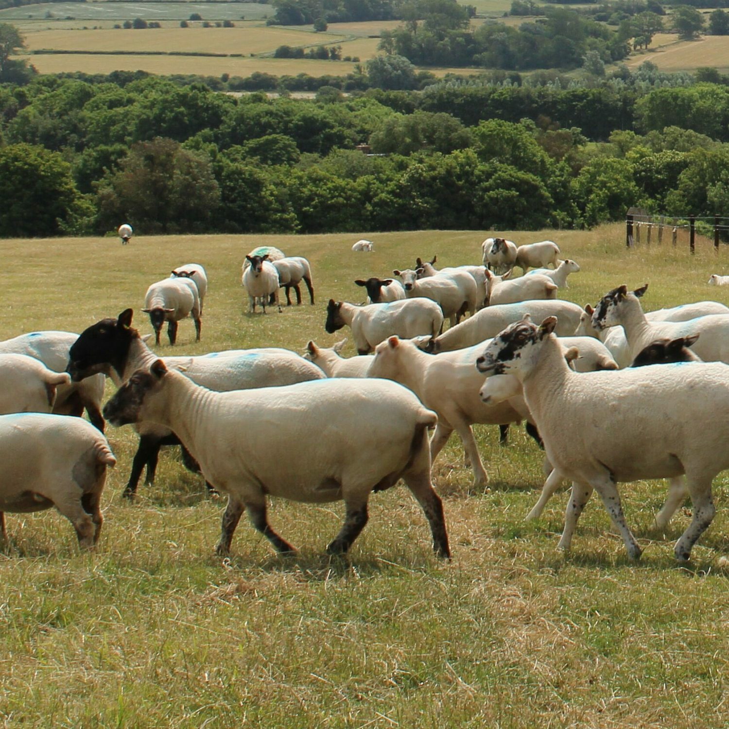 Sheep