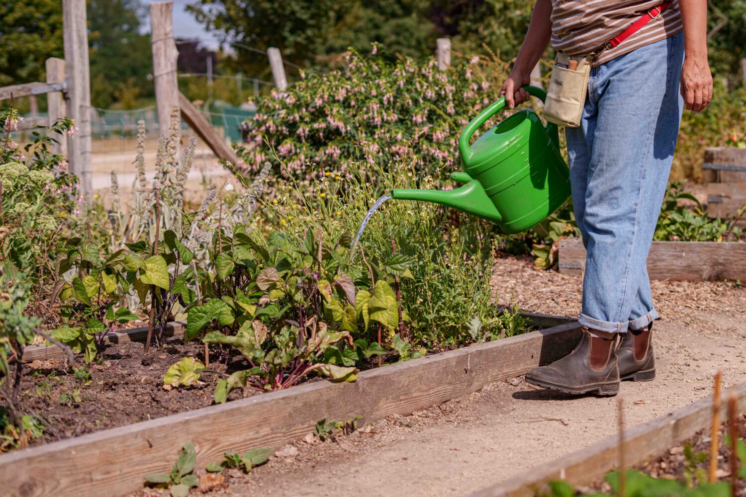 Person watering an allotment raised garden bed.